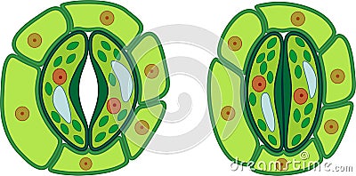 Structure of stomatal complex with open and closed stoma Stock Photo