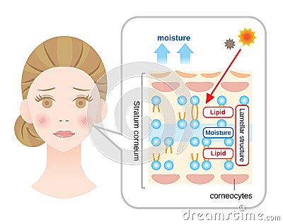 Structure of stratum corneum and lamellar structure, which play the protective role for skin barrier functions. beauty and skindry Vector Illustration