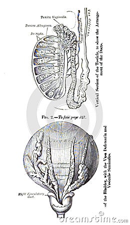 Structure of a testicle and bladder anatomy from an atlas of human anatomy Stock Photo