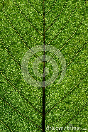 Structure and texture of a leaf with veins. Green pattern. Stock Photo