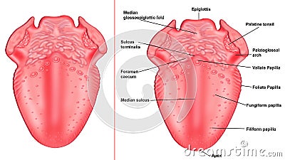 structure of tongue Stock Photo