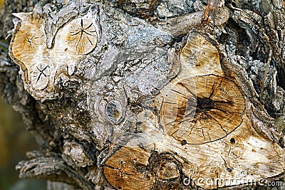 Structure of the trunk of old trees show details Stock Photo