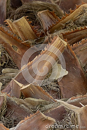 Structure of trunk of palm tree surface background. Texture of trunk palm tree closeup Stock Photo