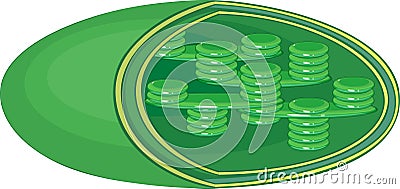 Structure of chloroplast Stock Photo