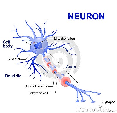 Structure of a typical neuron Vector Illustration