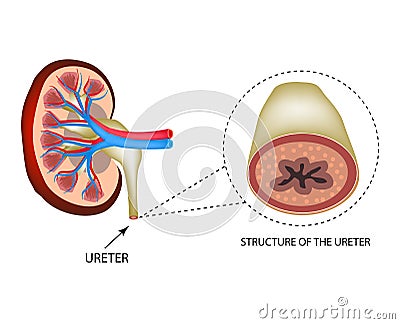 Structure of the ureter. Structure of the kidneys. Infographics. Vector illustration on isolated background Vector Illustration