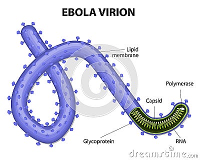 Structure of a virion ebolavirus Vector Illustration