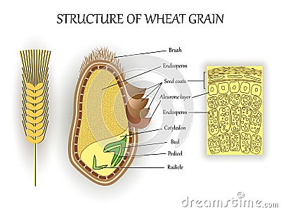 Structure of wheat seed grain, vector layers of endosperm, bud, pedicel, hull anatomical poster. Biology botany science banner. Vector Illustration