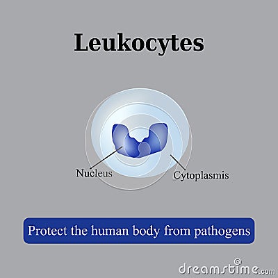 The structure of the white blood cells. Leukocyte. Vector illustration Vector Illustration