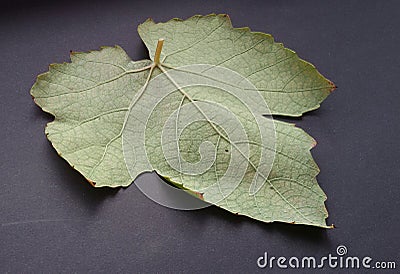 Structure of wine leaf over dark background. Stock Photo