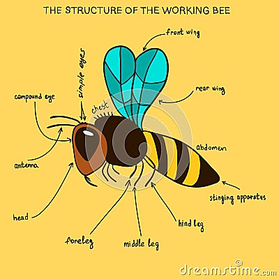 The structure of the working bee (doodle) Stock Photo