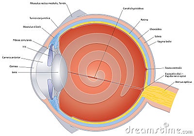 Structures Of The Human Eye Labeled Vector Illustration