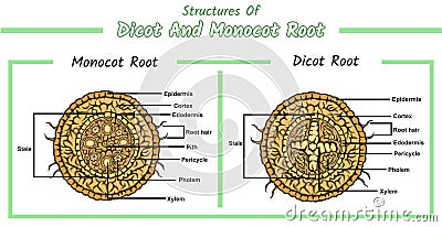 Structures of monocot root and dicot root Stock Photo