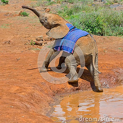 Struggling Baby African Elephant Orphan Stock Photo