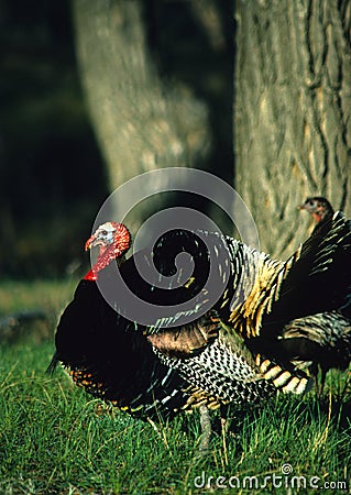 Strutting Wild Turkey Stock Photo