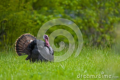 Strutting wild turkey Stock Photo
