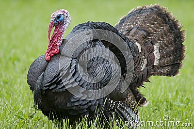 Strutting wild turkey Stock Photo