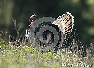 Strutting Wild Turkey Stock Photo