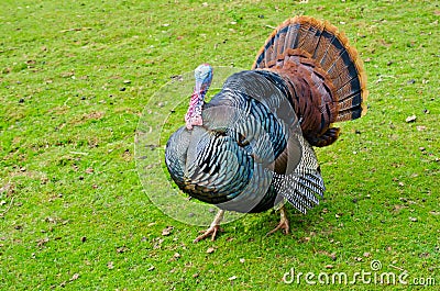 Strutting wild turkey Stock Photo