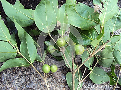 Strychnos potatorum Nirmale, clearing nut fruiting twig Stock Photo