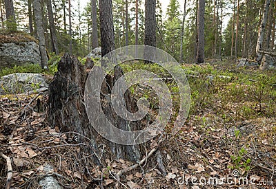 Stub in mixed forest with partly burnt pine trees Stock Photo