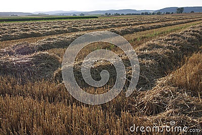 Stubble field Stock Photo