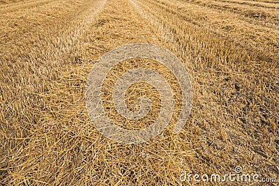 Stubble field after the harvesting threshing of the wheat Stock Photo