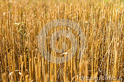 Stubble harvested wheat field Stock Photo