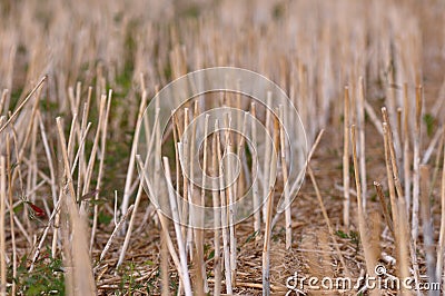 Stubble harvested wheat field Stock Photo