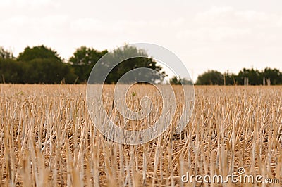 Stubble harvested wheat field Stock Photo