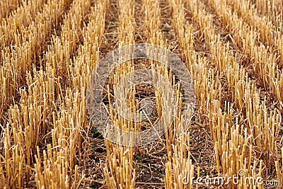 Stubble harvested wheat field Stock Photo