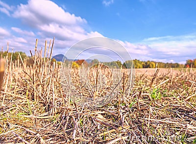 Stubble harvested wheat field at and of summer time Stock Photo