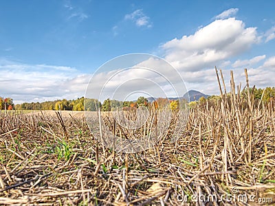 Stubble harvested wheat field at and of summer time Stock Photo