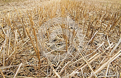 Stubble of wheat Stock Photo