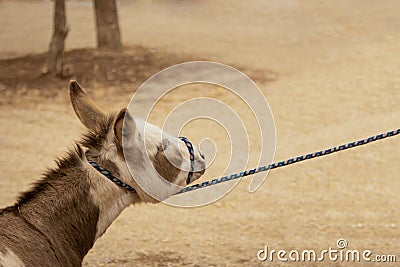 Stubborn donkey Stock Photo