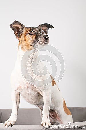 Stubborn looking older Jack Russell Terrier, sitting full body Stock Photo