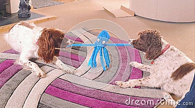 Stuck between a rock and a hard place fun funny two pet dogs fight pull a toy octopus Stock Photo