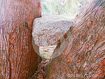 Rock stuck in between of trees Stock Photo