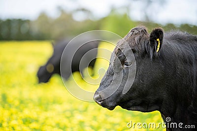 Stud Angus, wagyu, speckle park, Murray grey, Dairy and beef Cows and Bulls grazing on grass and pasture in a field. organic and Stock Photo