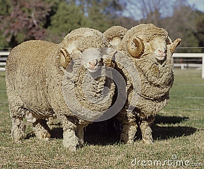 Stud Merino ram Stock Photo