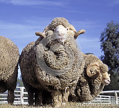 Stud Merino ram Stock Photo