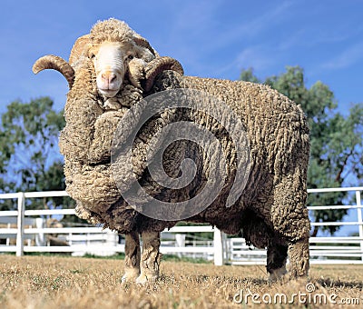 Stud Merino ram Stock Photo