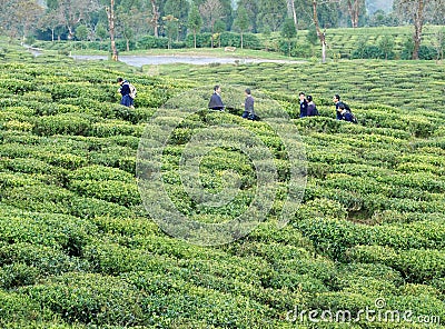 Students Walk Along Green Tea Garden Editorial Stock Photo