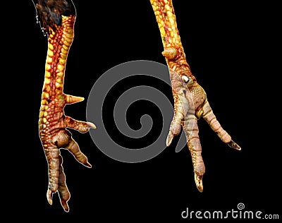 Chicken claw Stock Photo