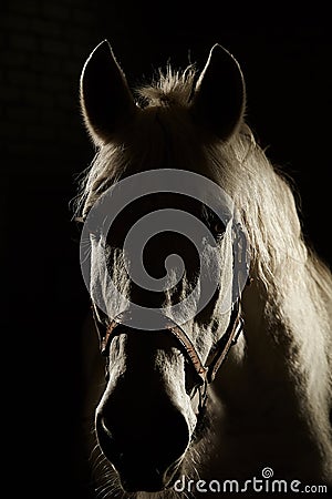 Studio contour backlight shot of white horse on isolated black background Stock Photo
