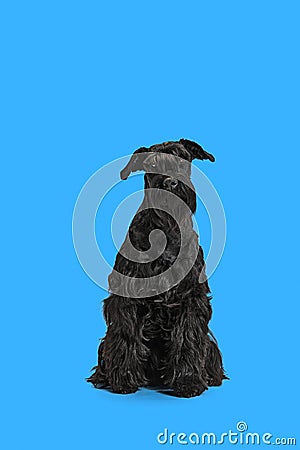 Studio image of black Riesenschnauzer dog calmly sitting and looking with interest against blue background Stock Photo