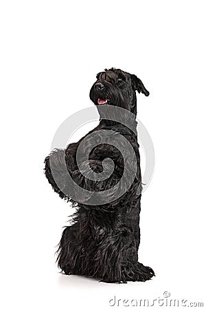 Studio image of cute, beautiful, smart, black Riesenschnauzer dog sitting on hind legs and smiling against white Stock Photo