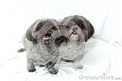 Two shih tzu dogs sitting close looking up at viewer on white cloth background Stock Photo