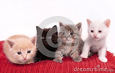 Studio isolated portrait of group of kittens against white background on red fabric Stock Photo