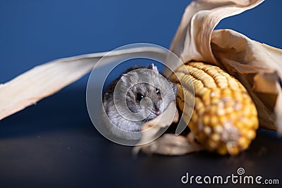 Cute pet hamster with corn Stock Photo